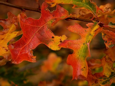 Ca Black Oak Leaves Fall.jpg