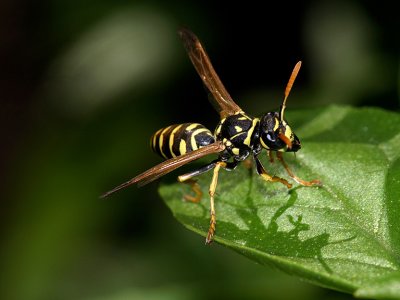 Polistes Wasp 2.jpg