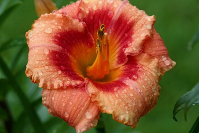 Day Lily<BR>July 13, 2008