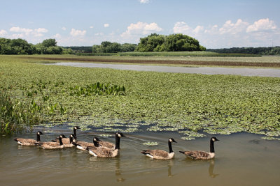 Geese at RiverJuly 25, 2008