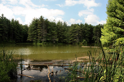 Local Pond<BR>July 29, 2008