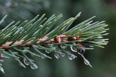 Waterdrops on Spruce BranchOctober 28, 2009