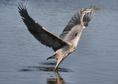 September 27, 2006Great Blue Heron