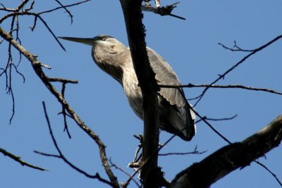 Great Blue Heron in Tree