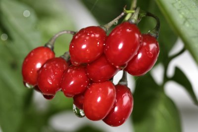 September 29, 2006Red Berries