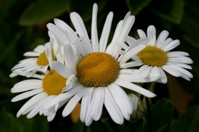 October 11, 2006Daisies