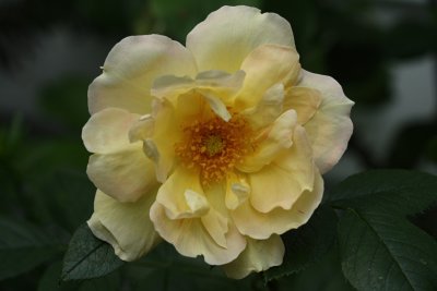 Yellow Rose<BR>June 14, 2008