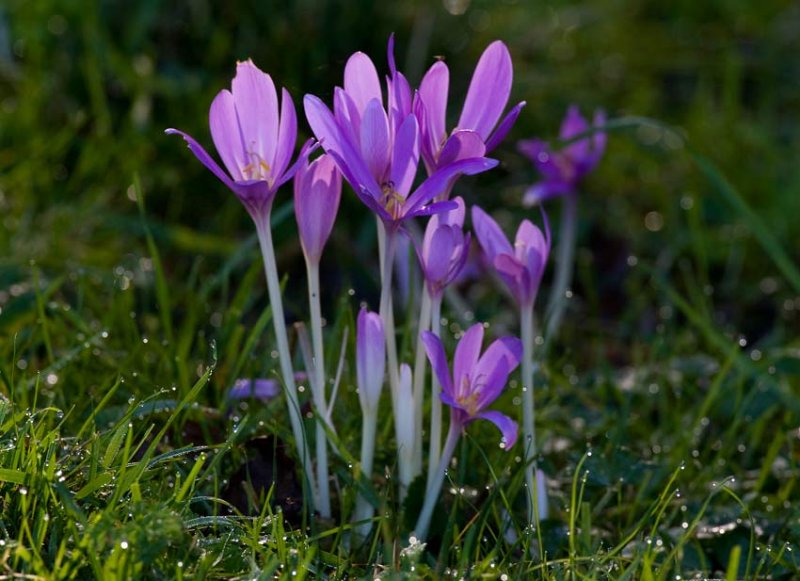 Tidlsa (Colchicum autumnale)