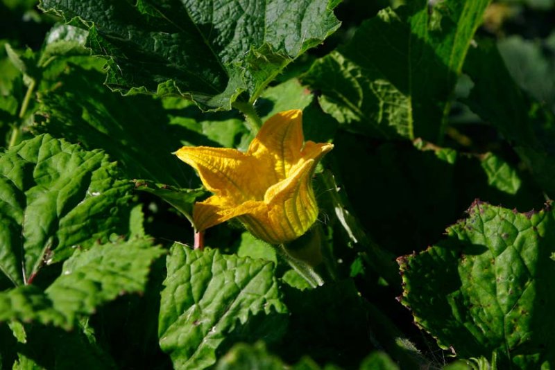 Pumpa (Cucurbita pepo)