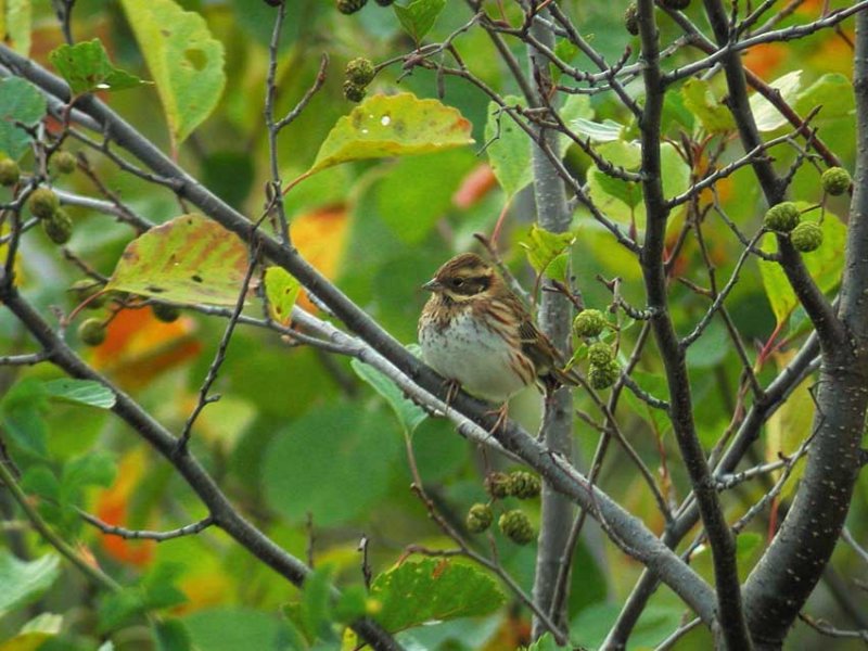 Rustic Bunting (Emberiza rustica)