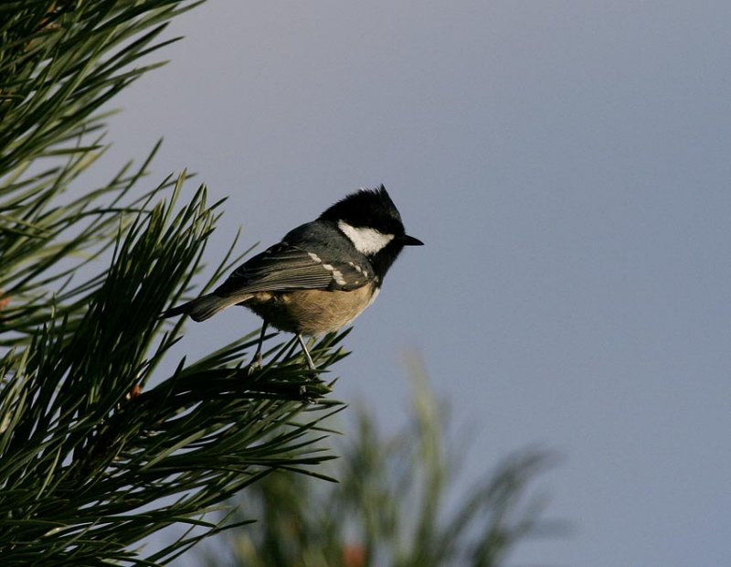 Coal Tit (Parus ater)