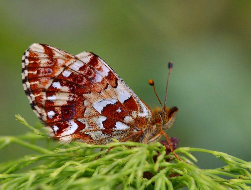 Myrprlemorfjril (Boloria aquilonaris)