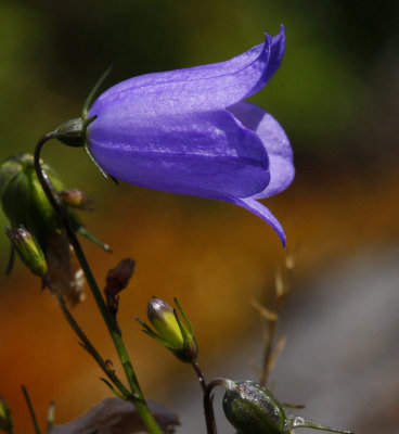 Liten blåklocka (Campanula rotundifolia)