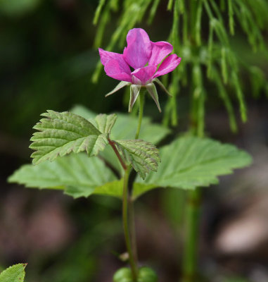 kerbr (Rubus arcticus)