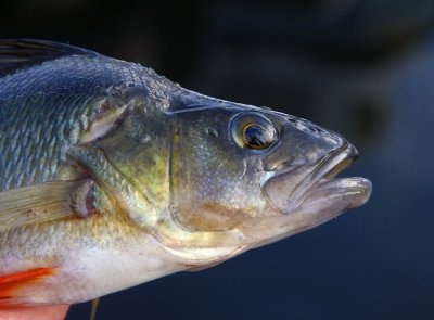 European Perch (Perca fluviatilis)