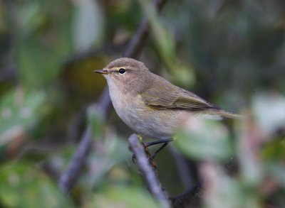 Chiffchaff (Phylloscopus collybita)