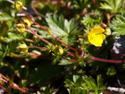 Fjllfingerrt (Potentilla nivea)