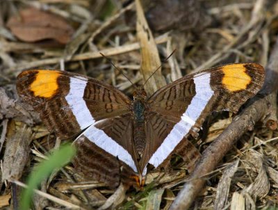Band-celled Sister (Adelpha fessonia)