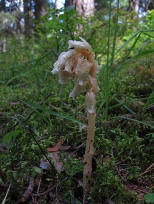 Tallrt (Monotropa hypopithys)