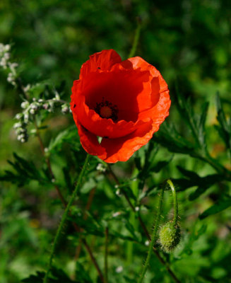 Vanlig rgvallmo (Papaver dubium ssp. dubium)