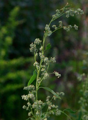 Svenskmålla (Chenopodium suecicum)