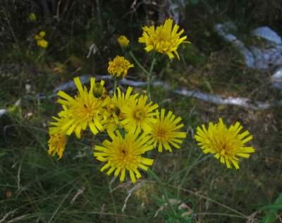 Styvfibbla (Hieracium L. sect. Tridentata)