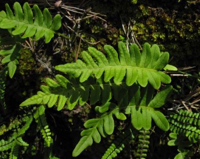 Stensöta (Polypodium vulgare)