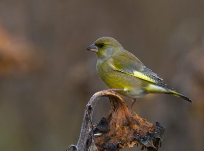 European Greenfinch (Carduelis chloris)