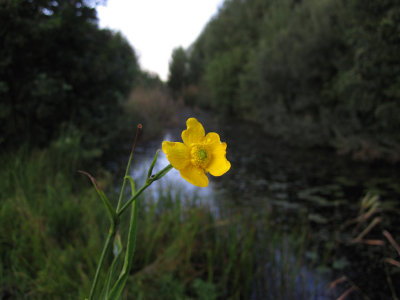 Sjranunkel (Ranunculus lingua)