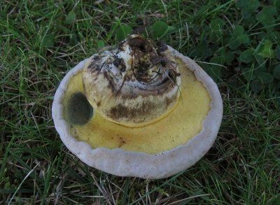 Rotsopp (Boletus radicans)