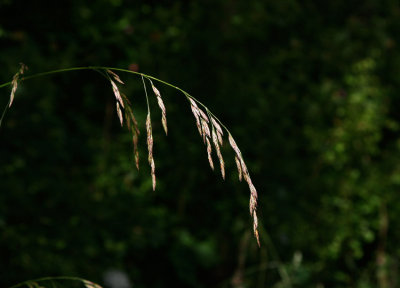 Rrsvingel (Festuca arundinacea)