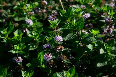 delmynta (Mentha  gracilis)