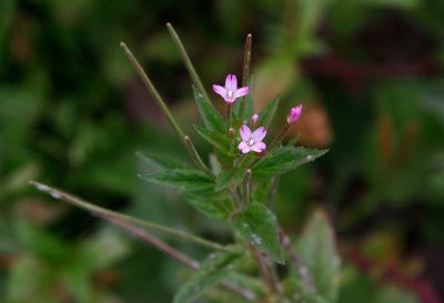 Amerikansk dunrt (Epilobium ciliatum)