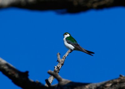 Violet-green Swallow (Tachycineta thalassina)