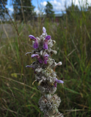 Lammron (Stachys byzantina)