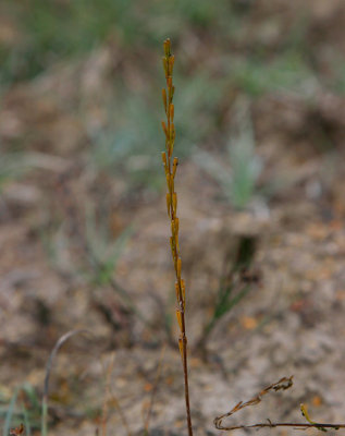 Krrslting (Triglochin palustris)