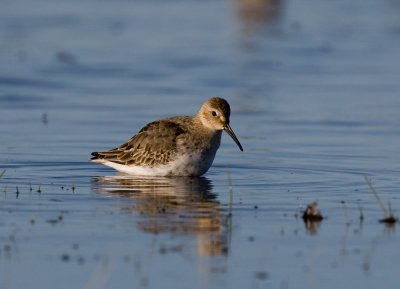 Dunlin (Calidris alpina)