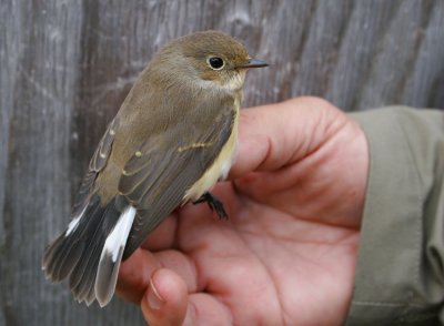 Red-breasted Flycatcher (Ficedula parva)