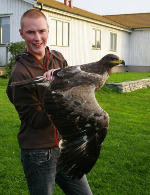 Steppe Eagle (Aquila nipalensis) 2K