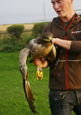 Steppe Eagle (Aquila nipalensis) 2K