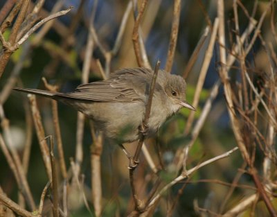 Barred Warbler (Sylvia nisoria)