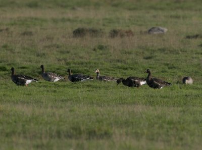 Greater White-fronted Goose (Anser albifrons flavirostris)