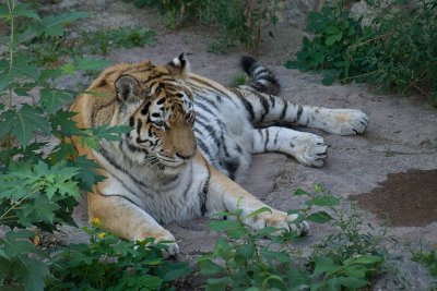 tiger_01.jpg