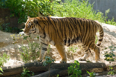 tiger_02.jpg