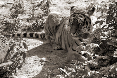 tiger_03sep.jpg