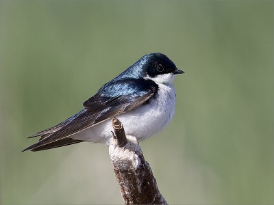 Hirondelle.jpg