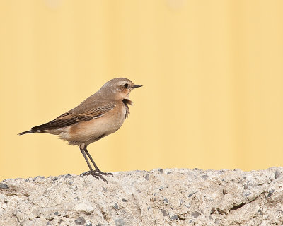 Traquet motteux/Northern Wheatear, St-Basile-le-Grand