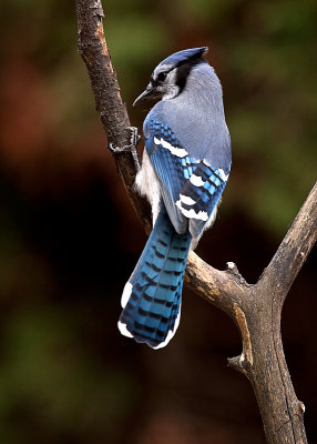 Geai bleu, St-Bruno
