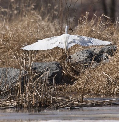 Aigrette