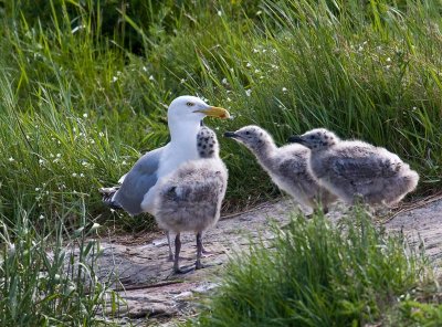 Goeland_famille